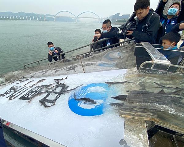 共抓长江大保护 1万尾大规格“子二代”中华鲟放归长江