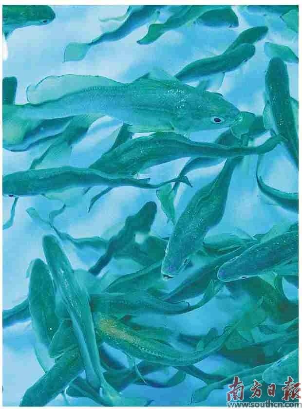 硇洲族大黄鱼“添丁”记
